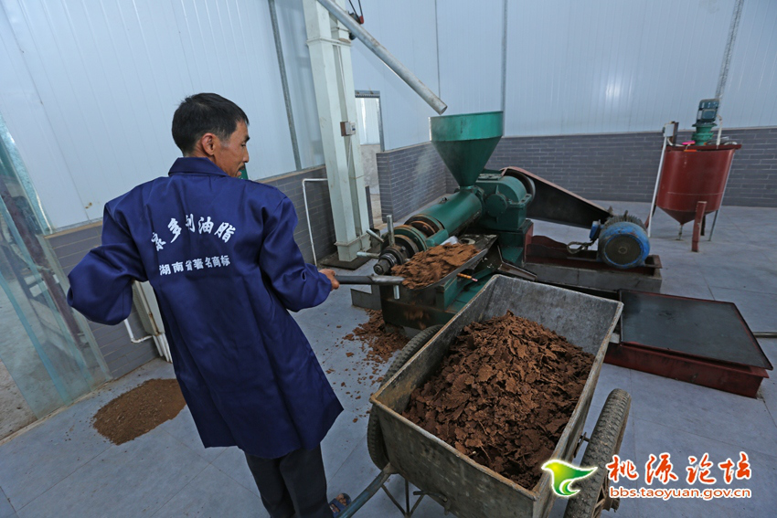 AG8亚洲国际,油茶种植生产加工销售,植物油种植生产加工销售